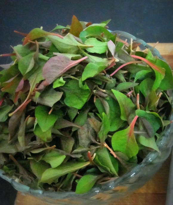 Poonnangani keerai (dwarf copper leaves) 